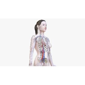 Female Body, Skeleton and Vascular System (Low Poly) 3D model